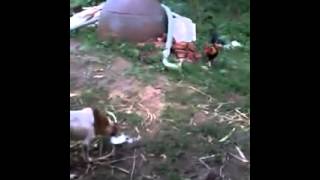 Dog vs cock fight