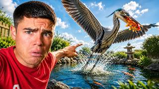 CE PRÉDATEUR A DÉTRUIT MA MARE À POISSONS !! 😱