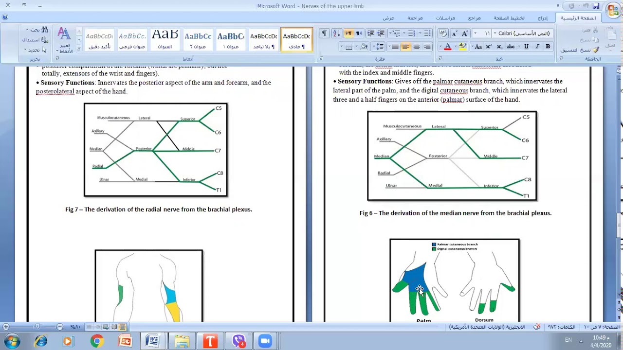Nerves of the Upper Limbs / د. خالد علي زائر