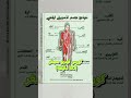 كيف تحول تسويقك من فوضى إلى نظام حي يبيع عنك 