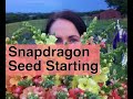 Seed Starting Snapdragons: The Ultimate Guide To Growing Thriving Blooms! | PepperHarrowFarm.com