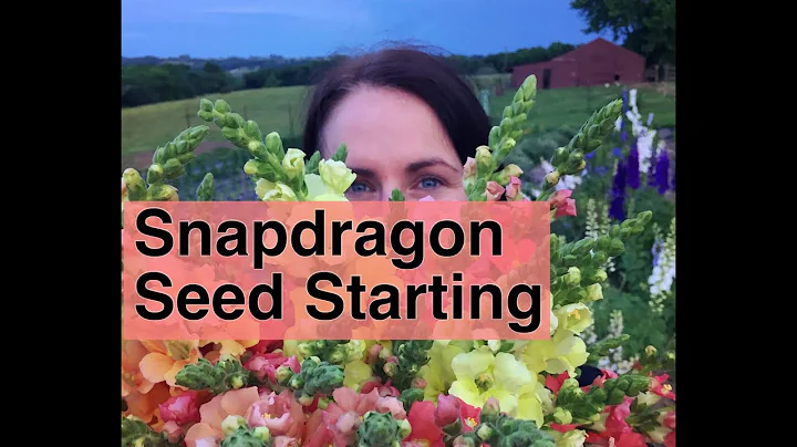 Seed Starting Snapdragons: The Ultimate Guide To Growing Thriving Blooms! | PepperHarrowFarm.com