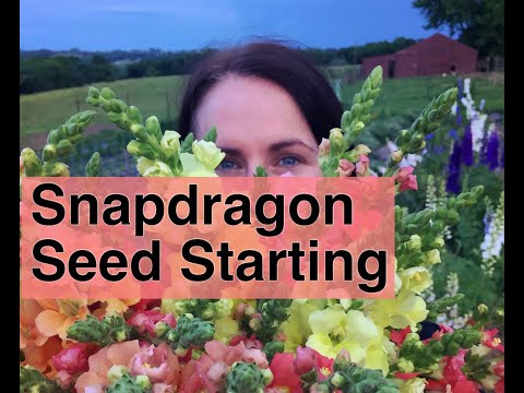 Seed Starting Snapdragons: