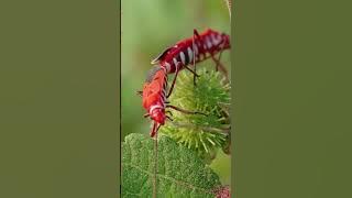 Unbelievable MACRO Footage of Insects YOU DON'T KNOW EXIST (4K Close-Up)