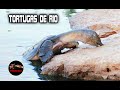 TORTUGAS DE RIO – Tortuga de rio gigante – Tortugas de agua dulce – Especies de tortugas de rio