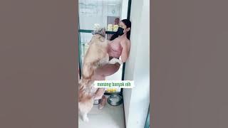 Amazing : si Anjing Menang banyak
