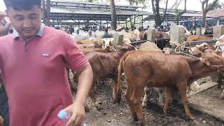 Download Lagu Nego alot !!! Harga masih tinggi di pasar kebumen bosku MP3