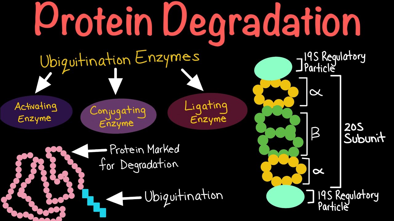 Which Proteins Are Marked For Destruction Protein Degradation via Ubiquitination and the Proteosome