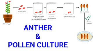 Anther and Pollen or Microspore culture | Production of male haploid plants | Androgenesis