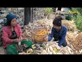 himalayan task during crops harvesting || lajimbudha || Nepal🇳🇵||