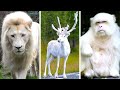 Impresionantes Animales Blancos Que Tendrás Suerte De Ver