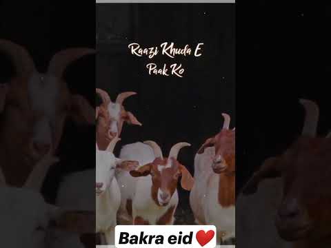 Qurbani Qurbani Qurbani Mubarak Islami video subscribe and like share comment