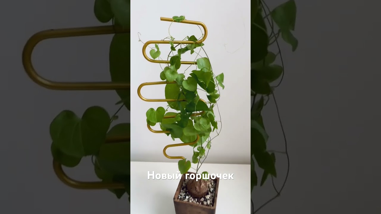 Новый горшочек для Слоновой Диоскореи (Dioscorea elephantipes) 