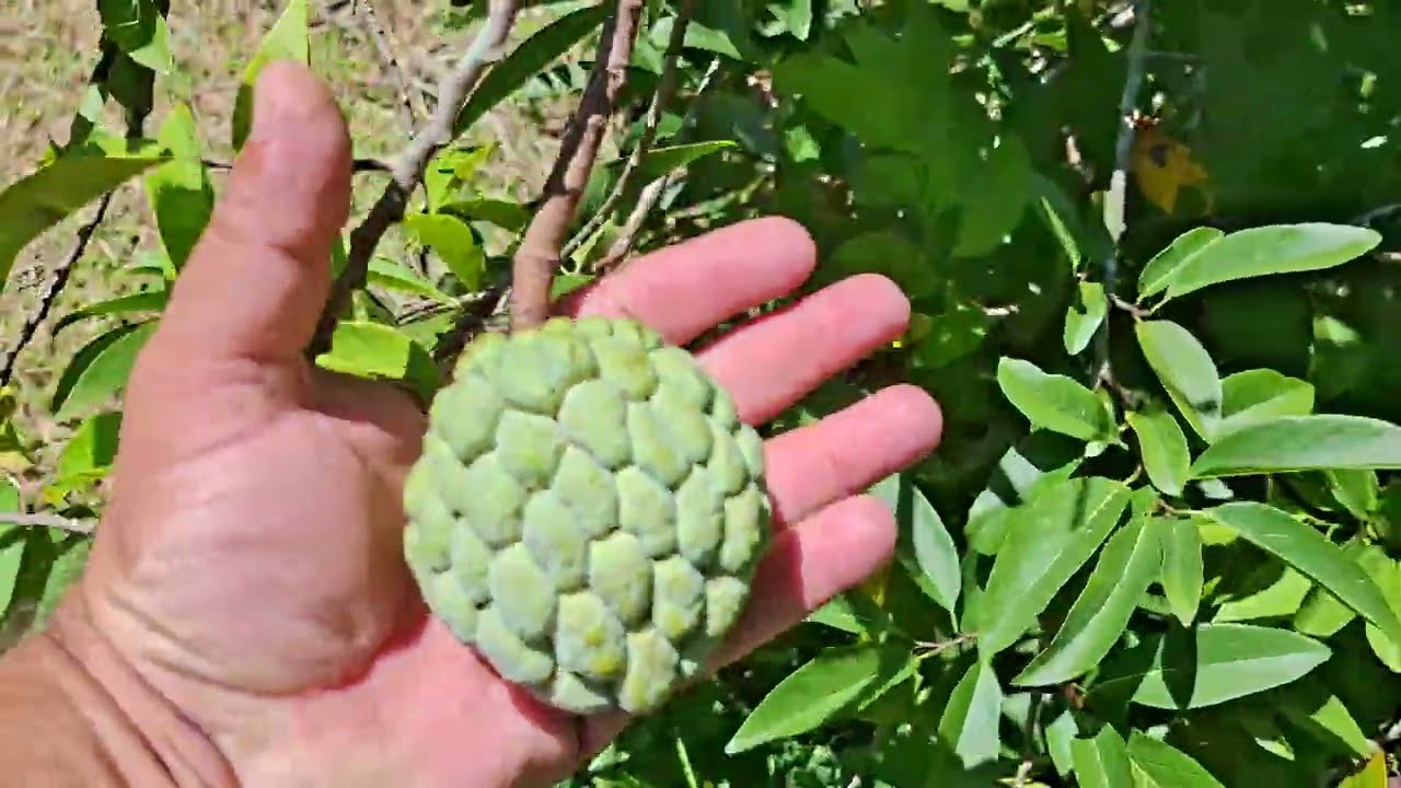 Um Carnaval de Paz...