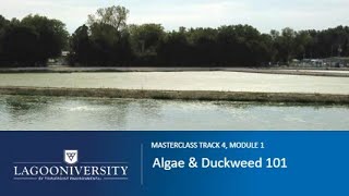 Lagoon Masterclass Track 4, Module 1: Algae and Duckweed 101