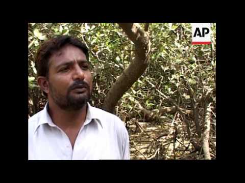 Pakistan's mangroves are disappearing