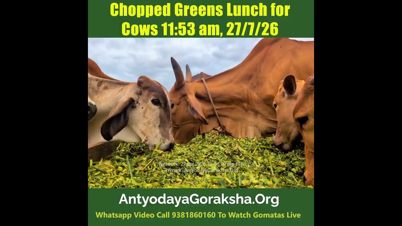 [27 Jul 2026] Lunchtime in Goshala