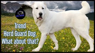 Trend Herdenschutzhund - Wie sieht es damit aus? by DOG SPECIAL 1,800 views 3 weeks ago 21 minutes