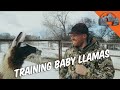 Training BABY LLAMAS - Ep.57 - Llama Life