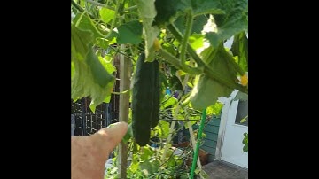 Cucumber trellis update #cucumber #riverbearaquaponics