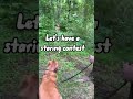 Daisy sees a deer  goldenretriever