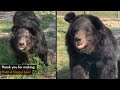Balkasar Sanctuary bear Pooh goes from ‘grumpy’ to ‘happy’