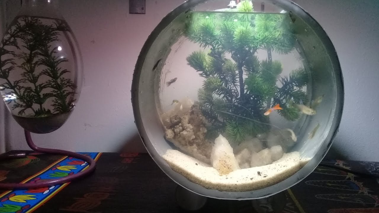 Ide kreatif membuat aquarium  dari  paralon  bekas YouTube