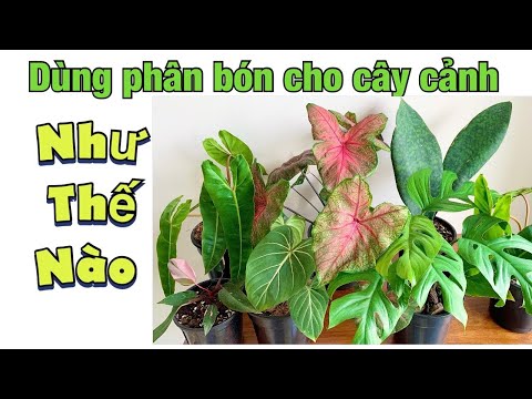 Video: Phân Lỏng Cho Cây Trồng Trong Nhà, Cây Cảnh Và Vườn Từ Nhật Bản