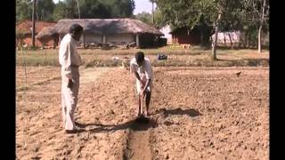 Sowing technique in wheat cultivation Odia VARRAT Odisha