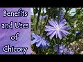 Benefits of Chicory