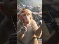 Dada or bandra ki dosti 🐒||#viralshorts #aishorts #jayakishori #viral #alizasehar  #aivideo