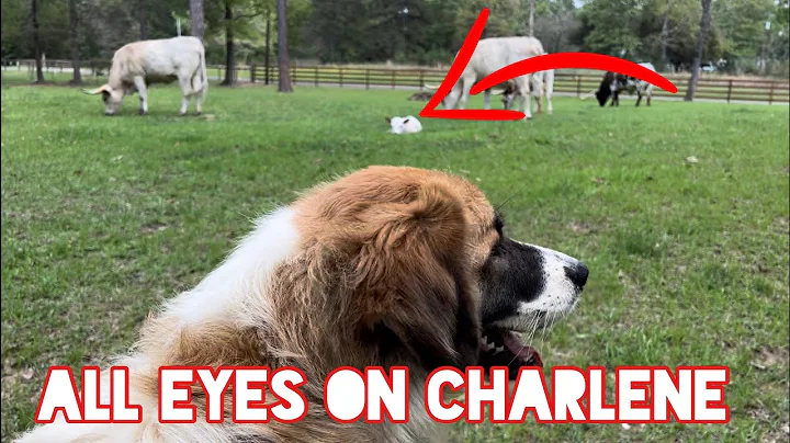 Meet Charlene