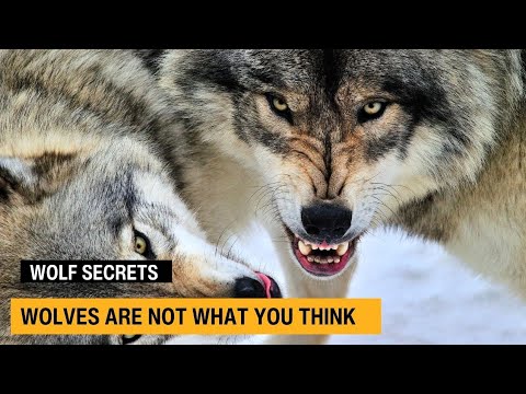 Inside the Secret World of Wolves | Wildlife Documentary