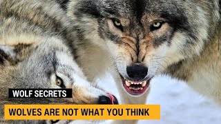 Inside the Secret World of Wolves | Wildlife Documentary