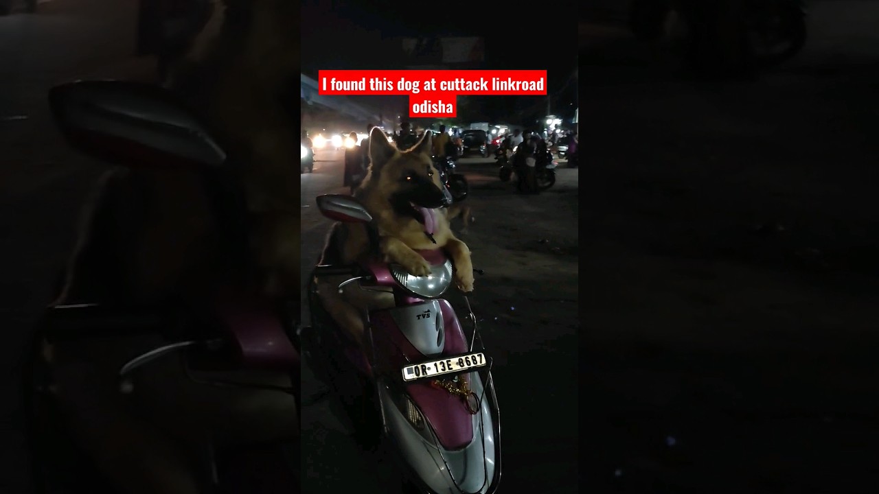 I found this dog at cuttack linkroad odisha Funny and fully trained dog. 