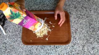 Taugé Kweken In Een Sappak