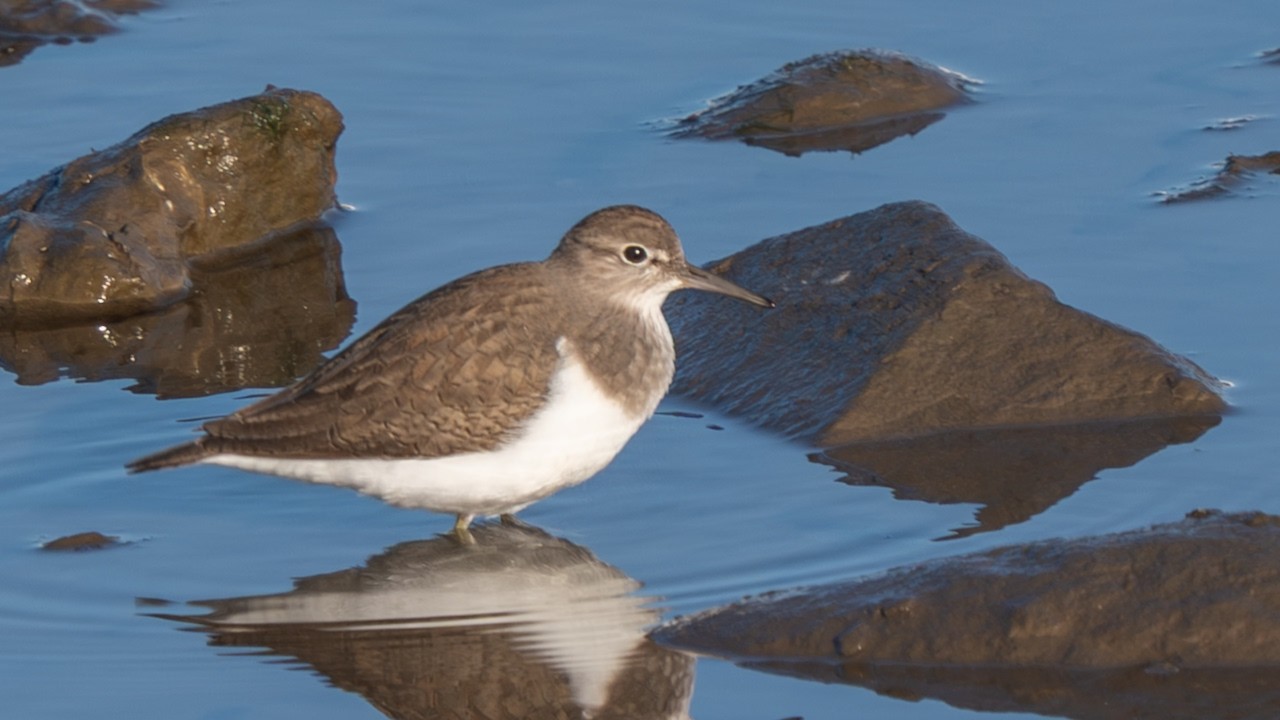 Kyushu Japan Birds Full version #birding #birds #nature