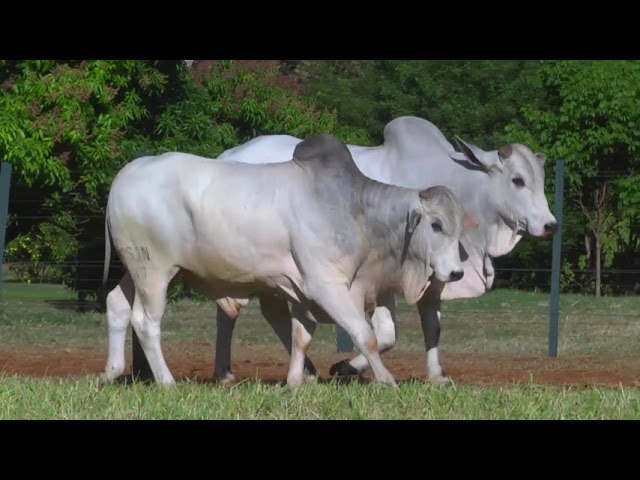 LOTE 26   474   517 mp4