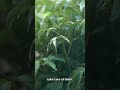 The Plant That Changed the Room