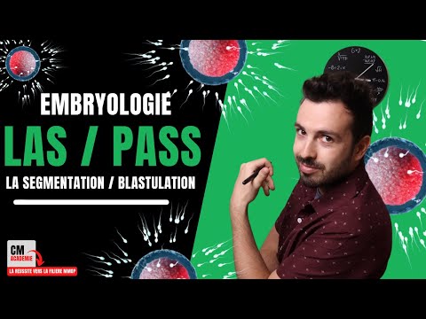 Vidéo: Que se passe-t-il après la blastulation ?