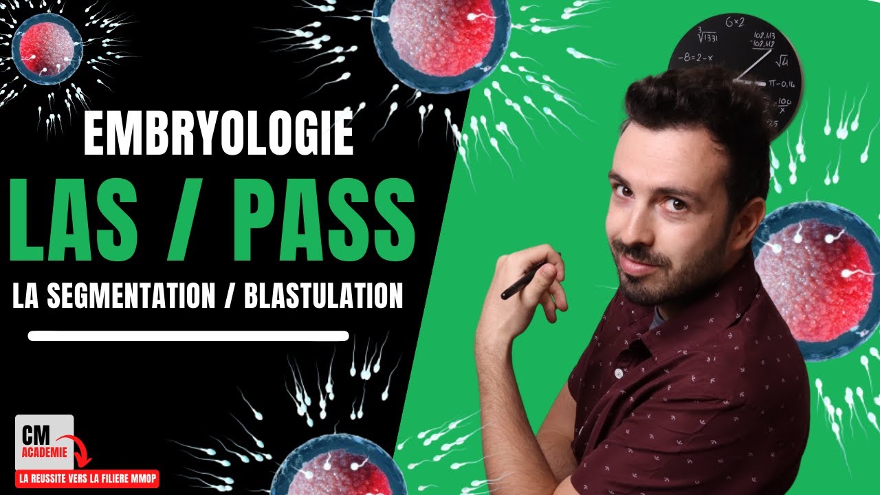 LA SEGMENTATION / BLASTULATION : 👶Du zygote à la MORULA !