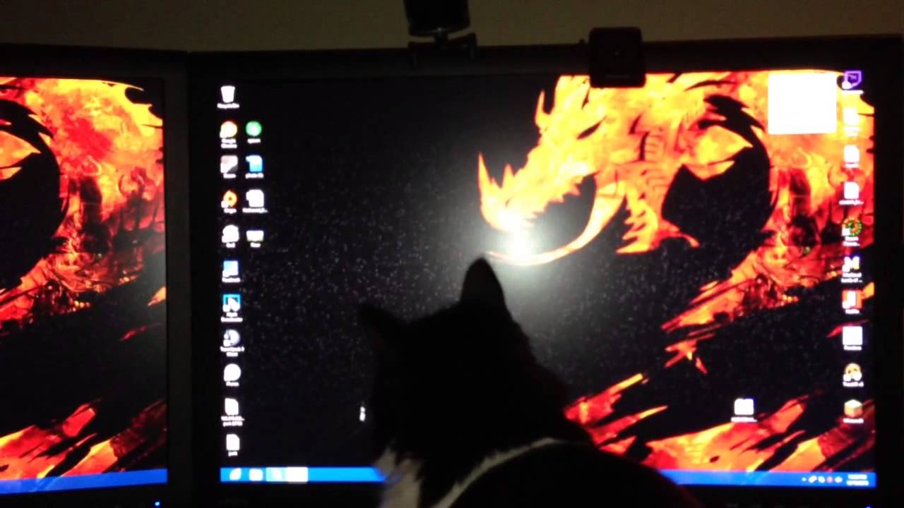 Cat loves mice YouTube