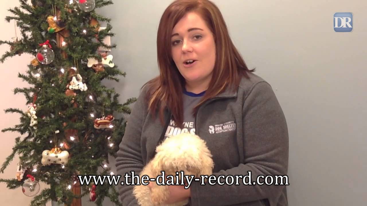 Wayne County Dog Shelter and Adoption Center open for business YouTube