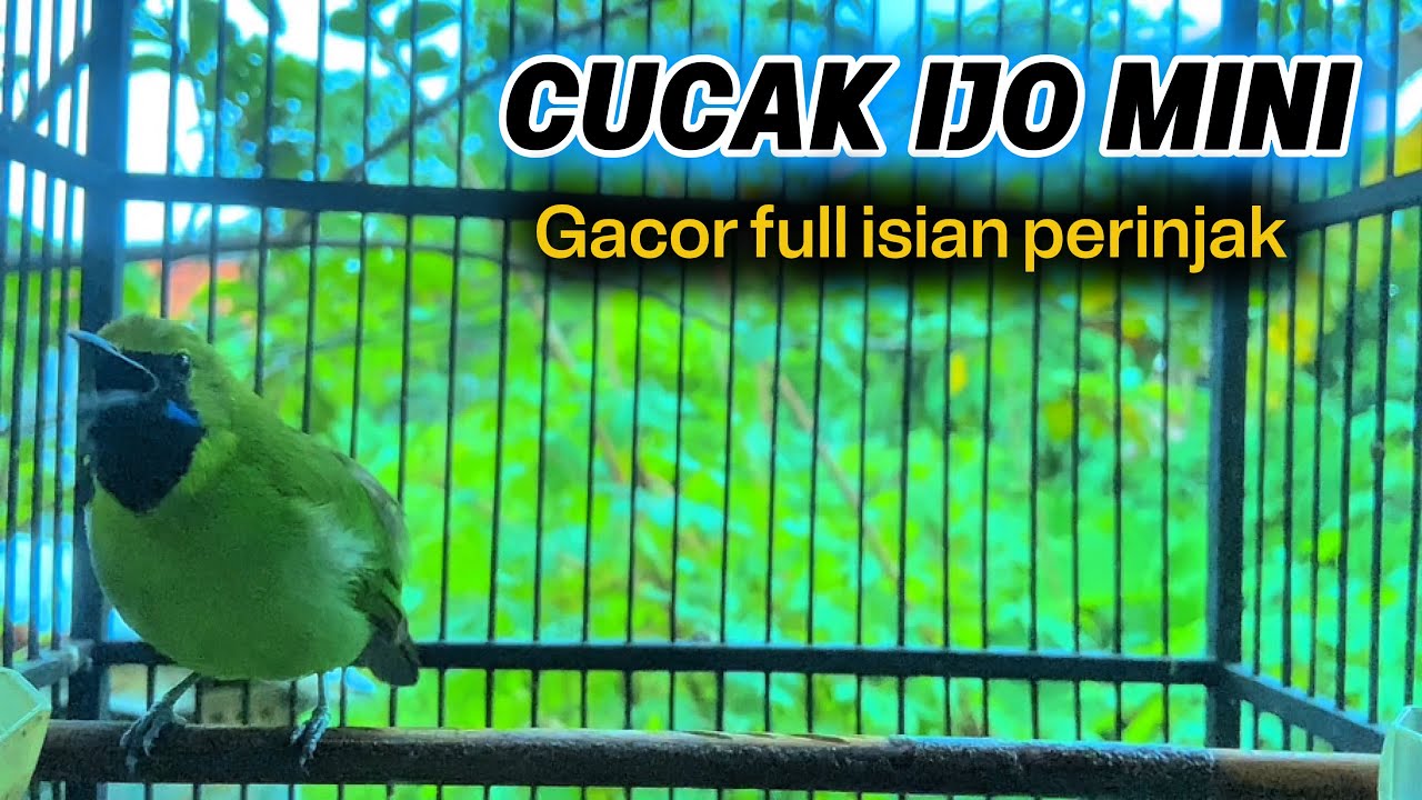 Cucak ijo mini gacor nembak isian bagus buat jomin bahan agar rajin bunyi