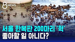 '200마리' 서울 도심서 진풍경…마냥 좋아할 일 아니…