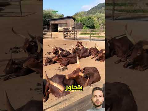 أبقار أنكولي واتوسي 