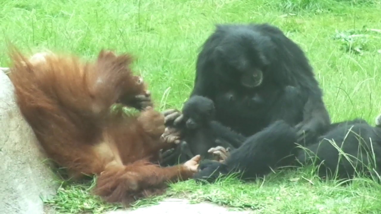 Orangutan Aisha and Siamang baby Sela plays　オランウータン　アイシャちゃんとフクロテナガザルの赤ちゃん San Diego Zoo