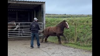 Rescue pony sneak peek