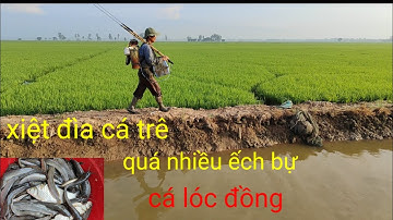 xiệt điểm mới vô bầy cá trê trắng ếch bự to quá nhiều cá lóc đồng. cuộc sống mưu sinh
