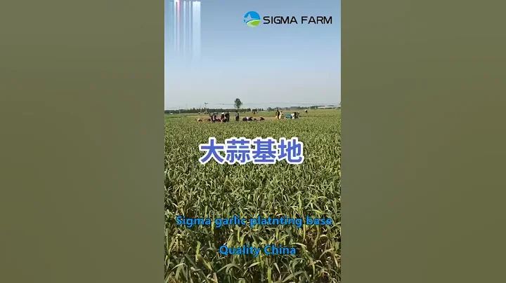 China garlic plant area-Sigma Farm garlc plant area, jinxiang, pizhou, zhongmu - DayDayNews